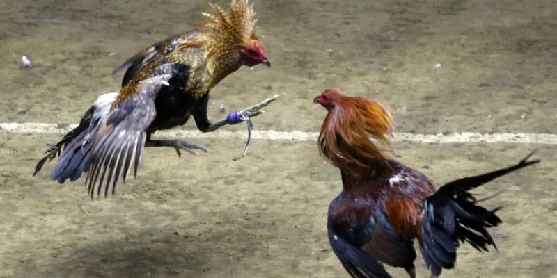 Đón đọc các thông tin cơ bản về các ưu thế của tựa game Đón đọc các thông tin cơ bản về các ưu thế của tựa game
